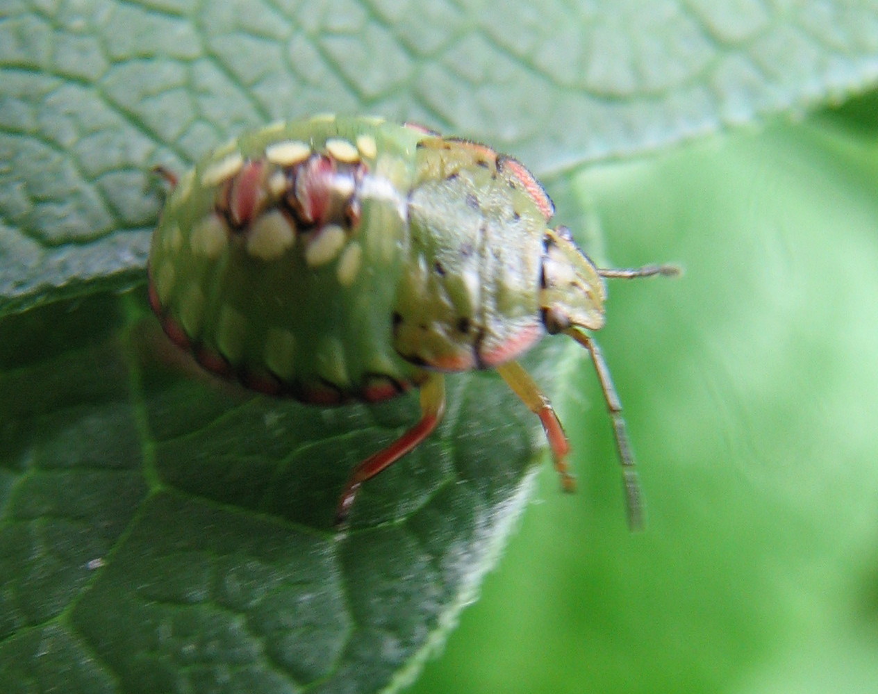 identificazione cimici